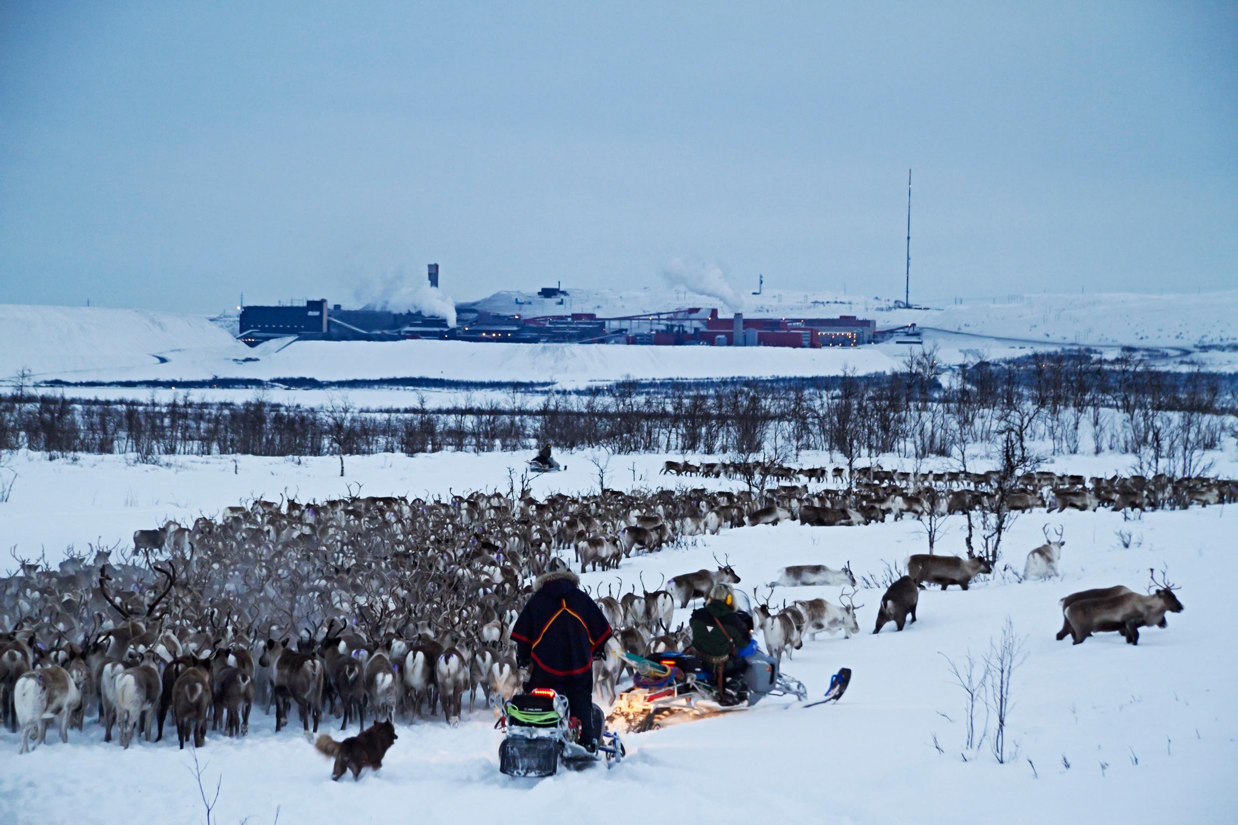 A large herd of reindeer being herded by two people on snowmobiles.