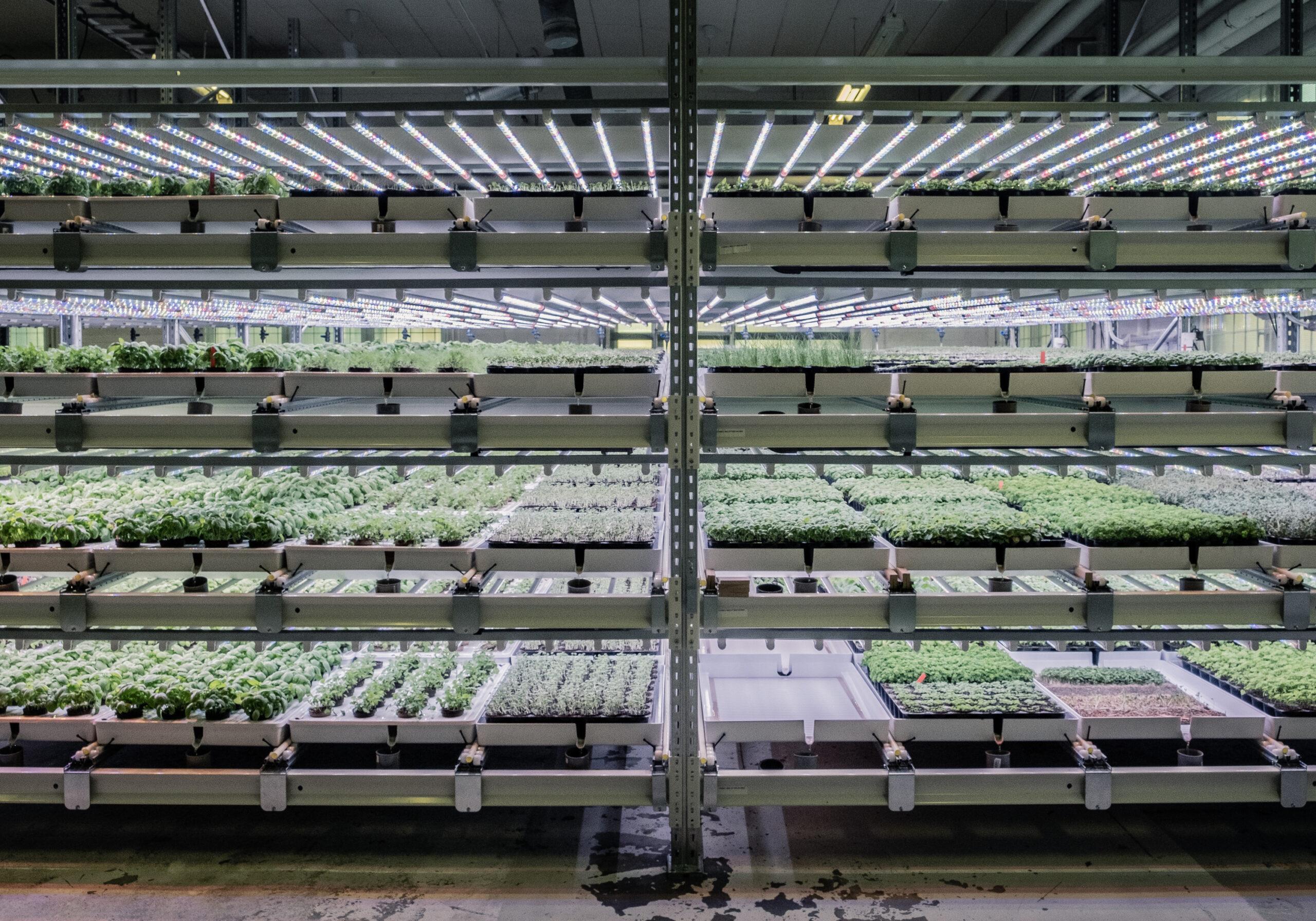 Shelves with green plants.