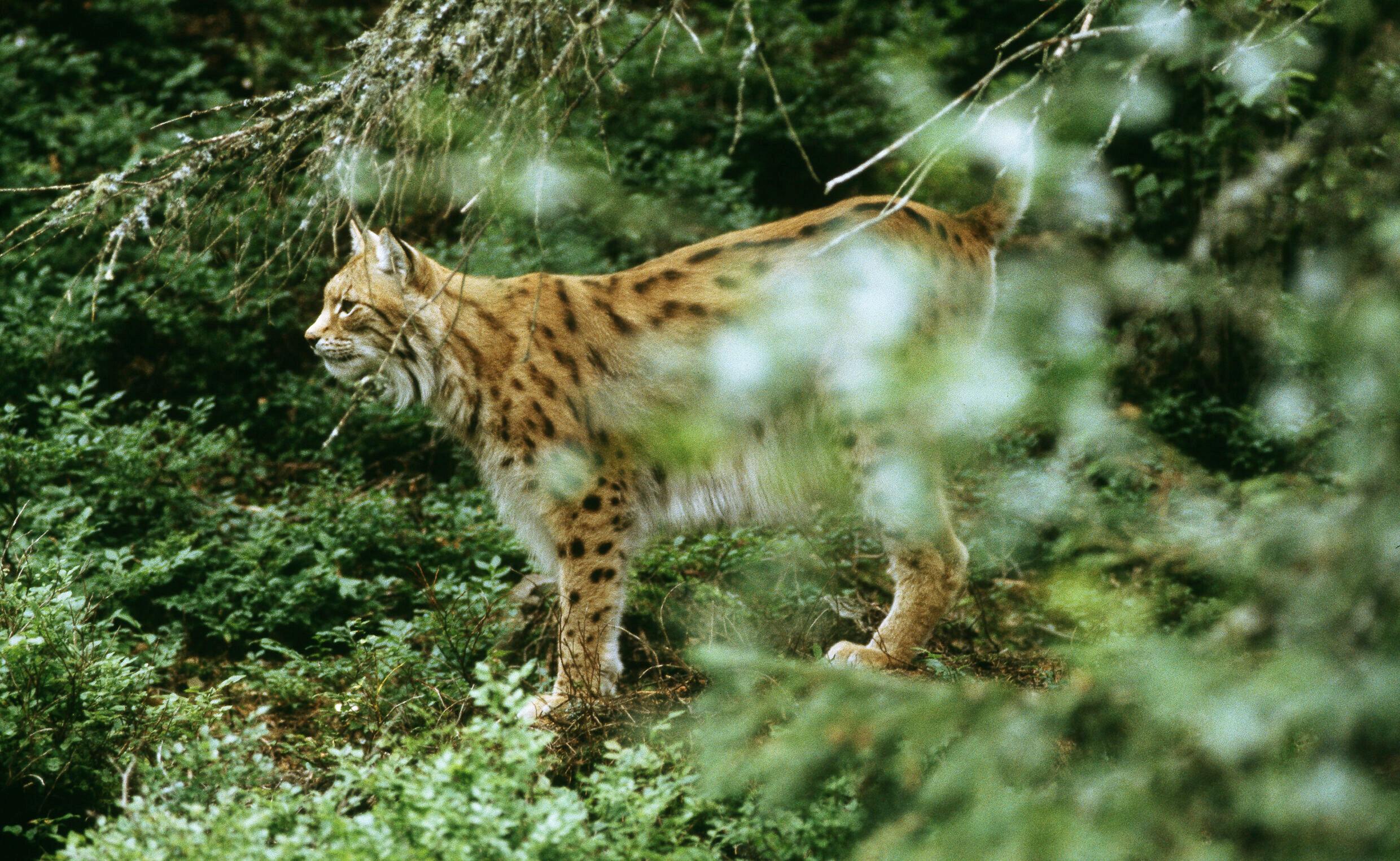 A lynx in greenery, a rare example of Swedish wildlife.