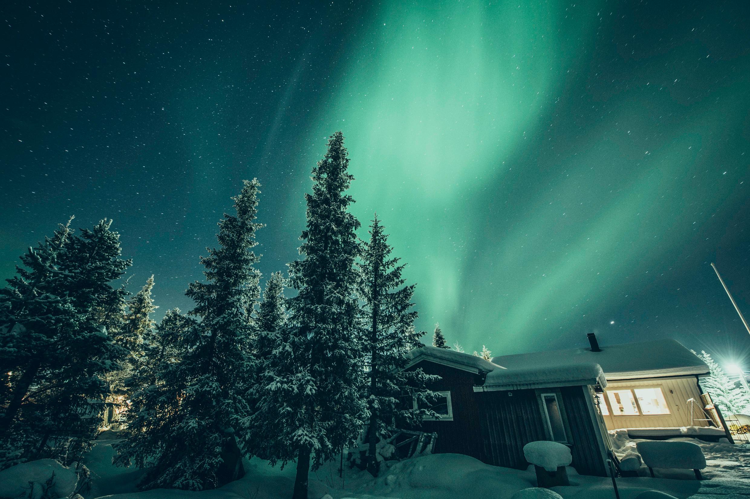 Northen lights seen over the tops of some tall fir trees, a lit-up house on the right.