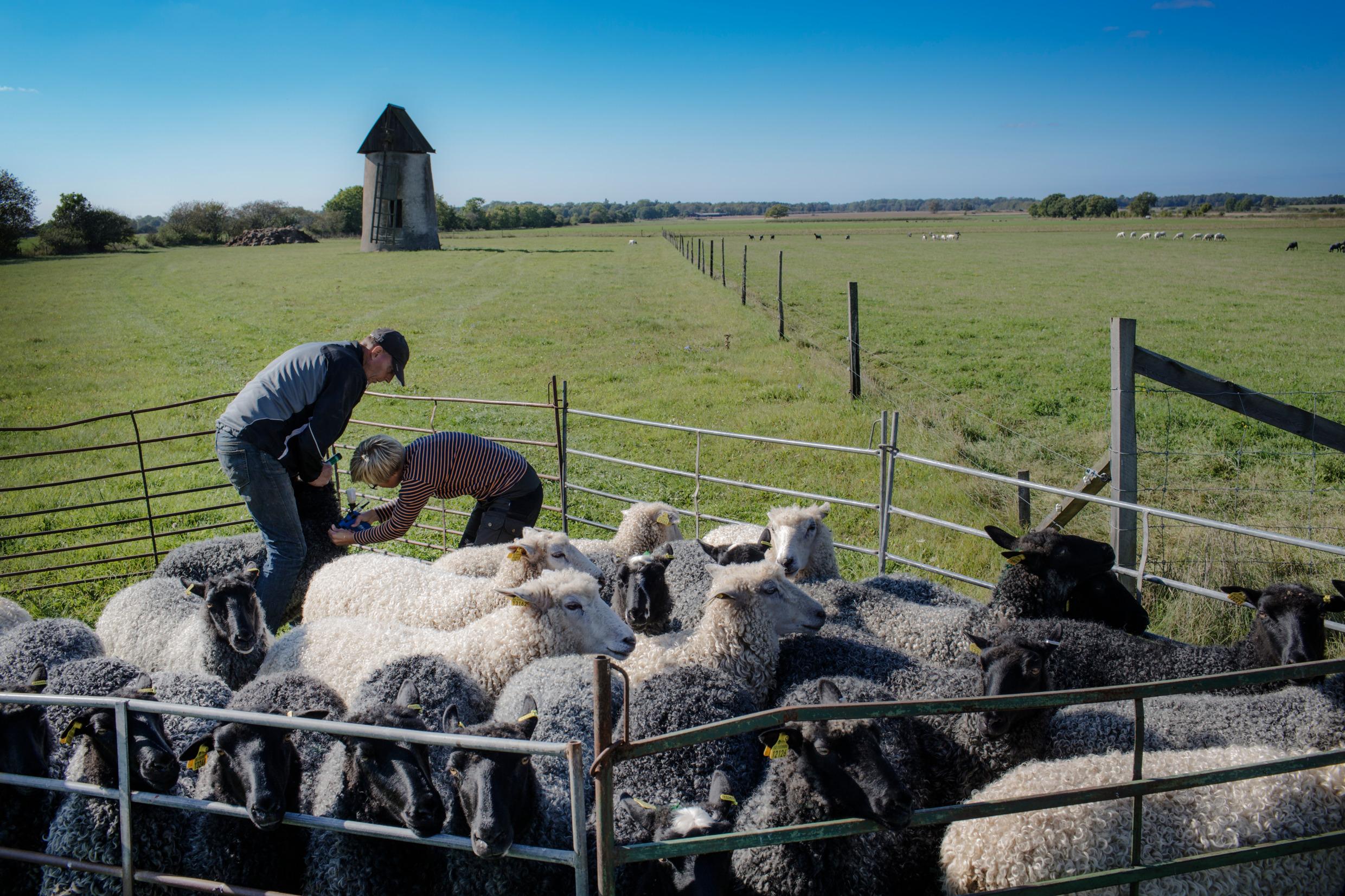 Animal husbandry