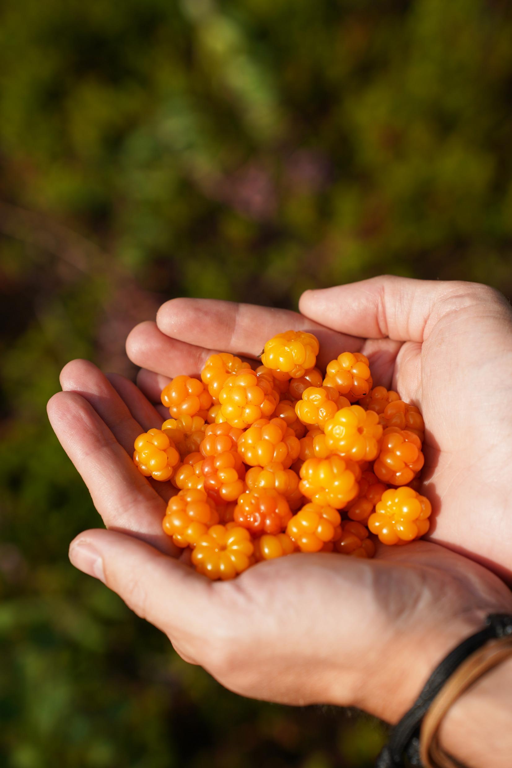 Two hands holding orange cloudberries.