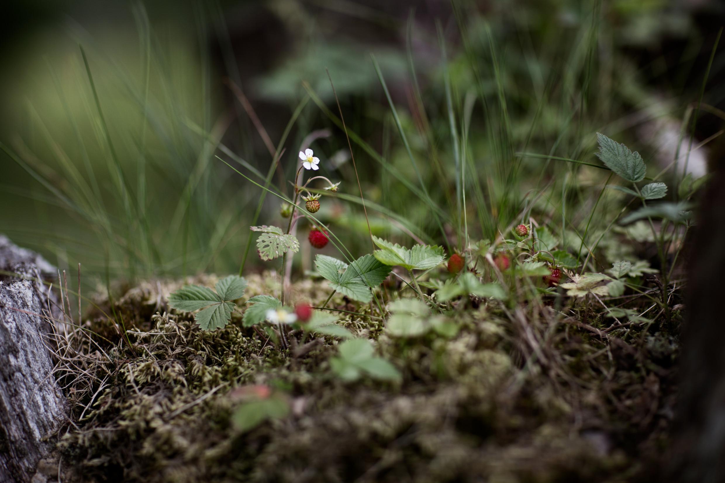 Wild strawberries.