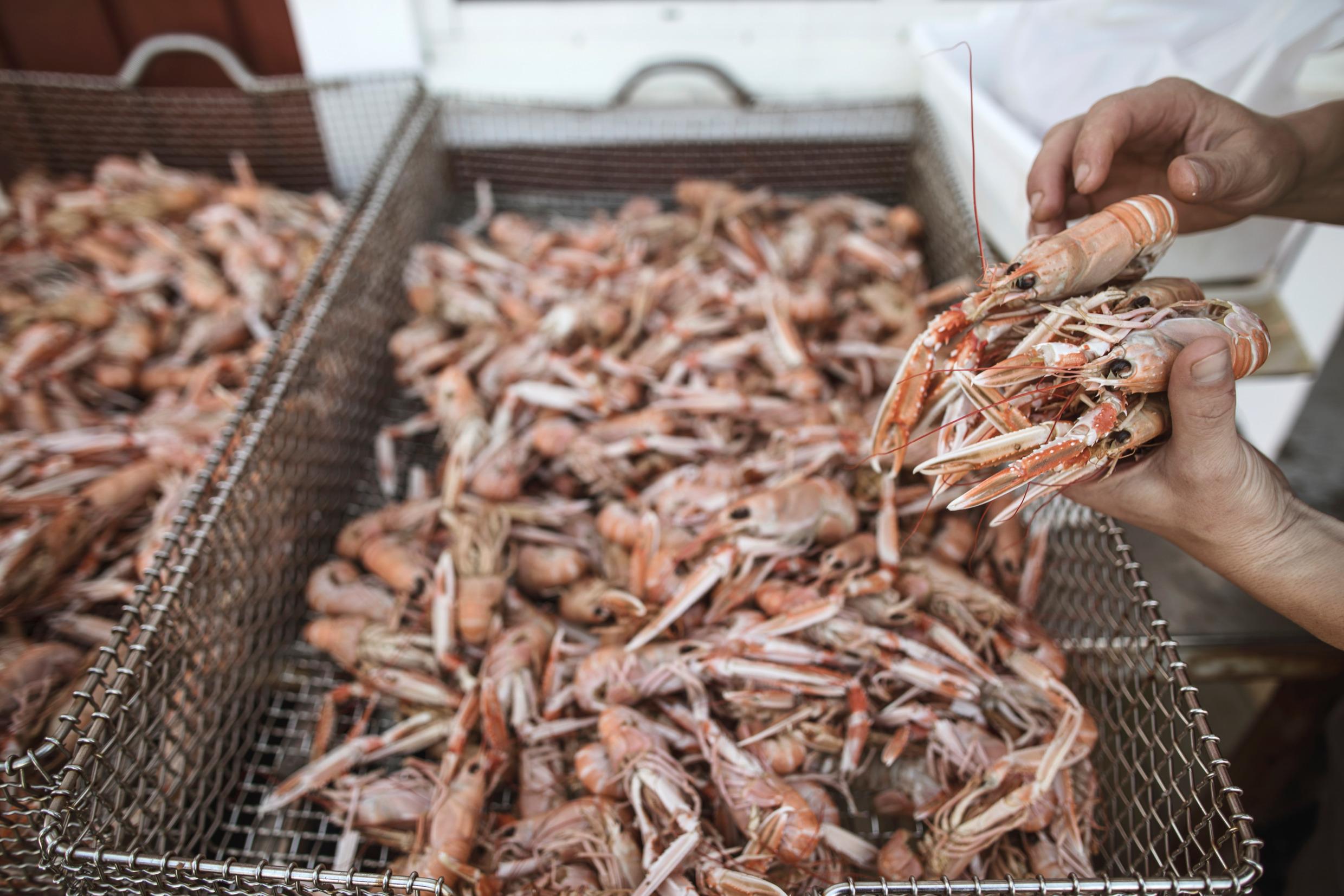 Langoustines, crayfish, is lying in a basket and you see that some hands picking up more seafood from the basket.