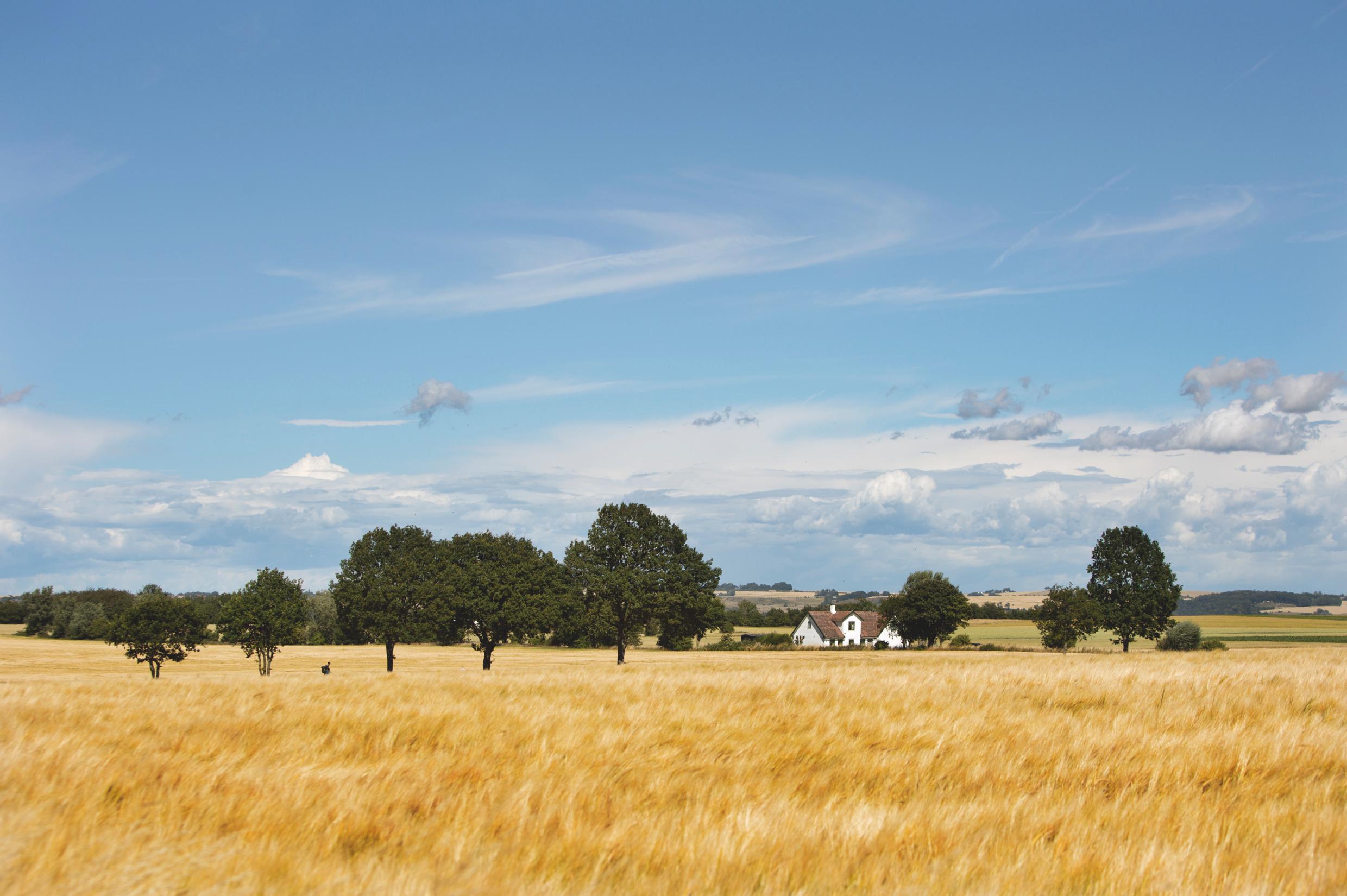 A field with a few trees and a farm house.