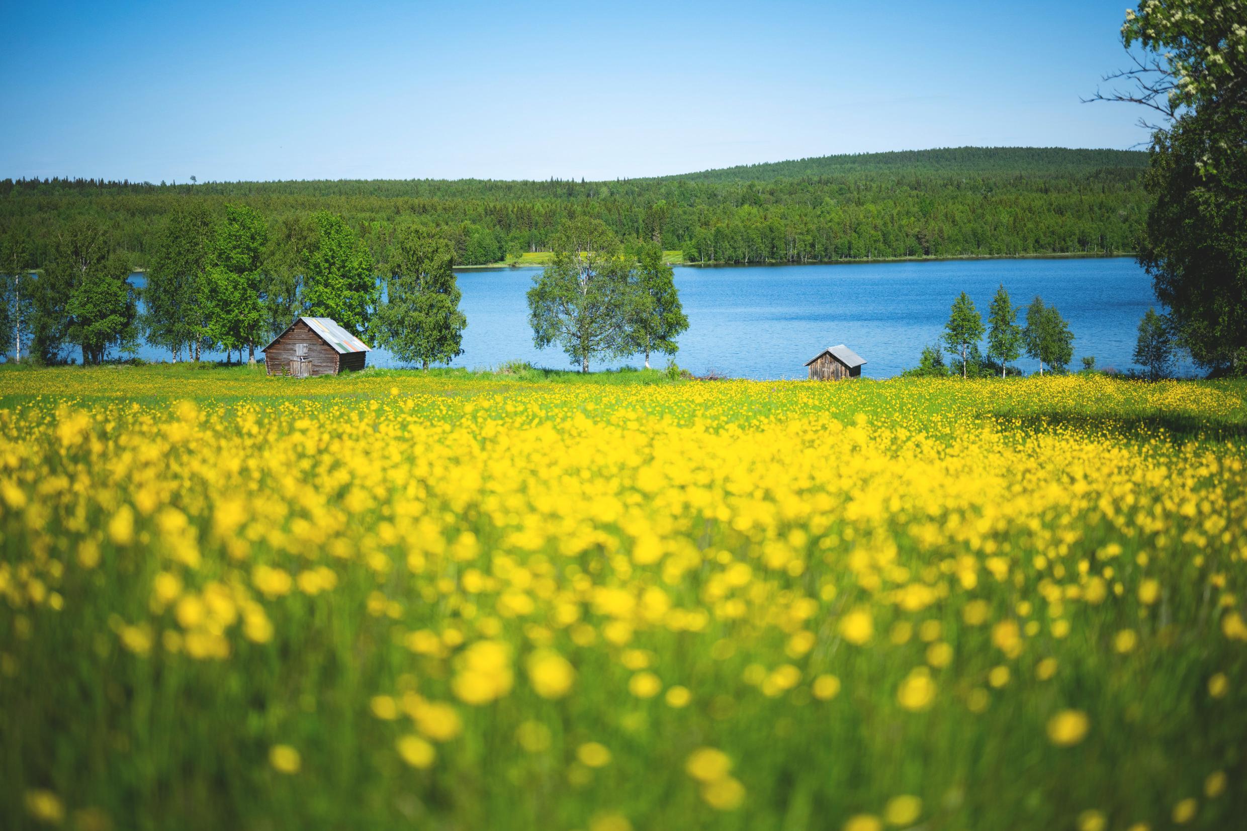 A blossoming field by a lake and the forest.