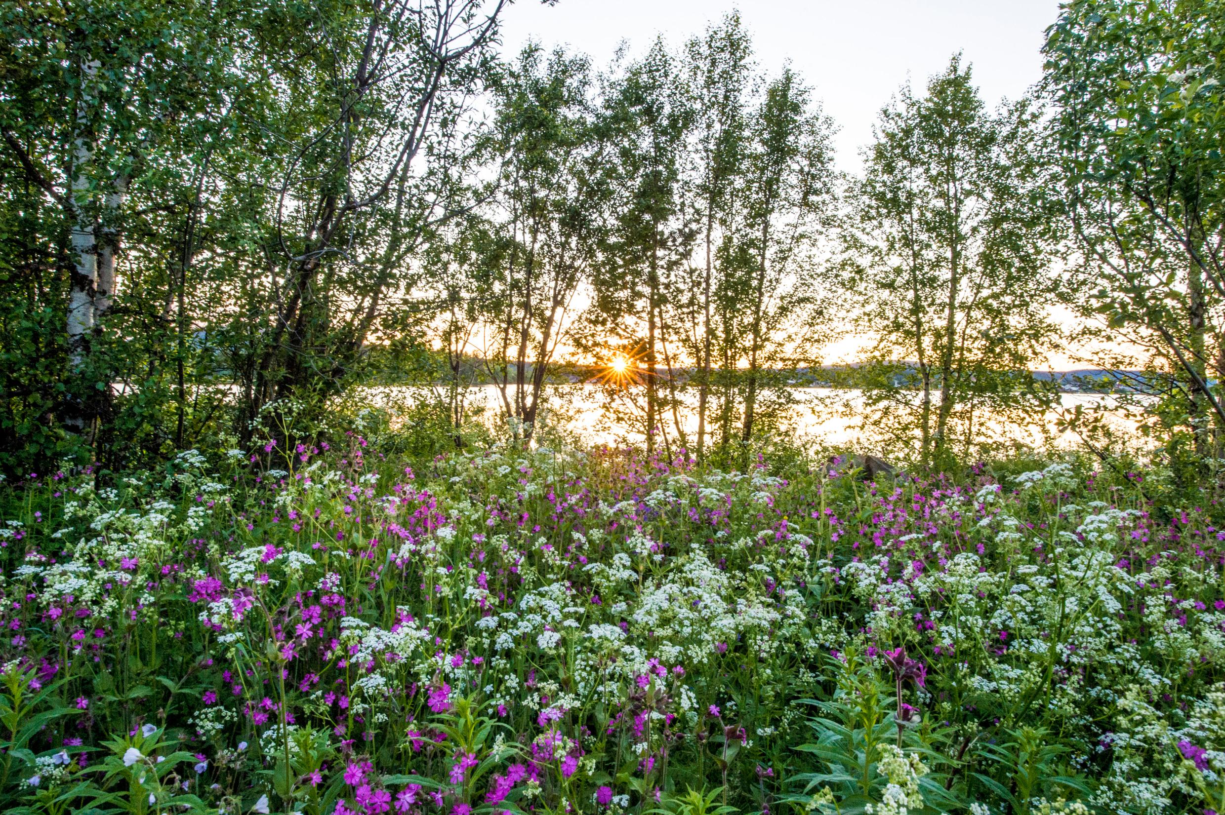 Nature view with wild flowers, trees and a lake in the backdrop.