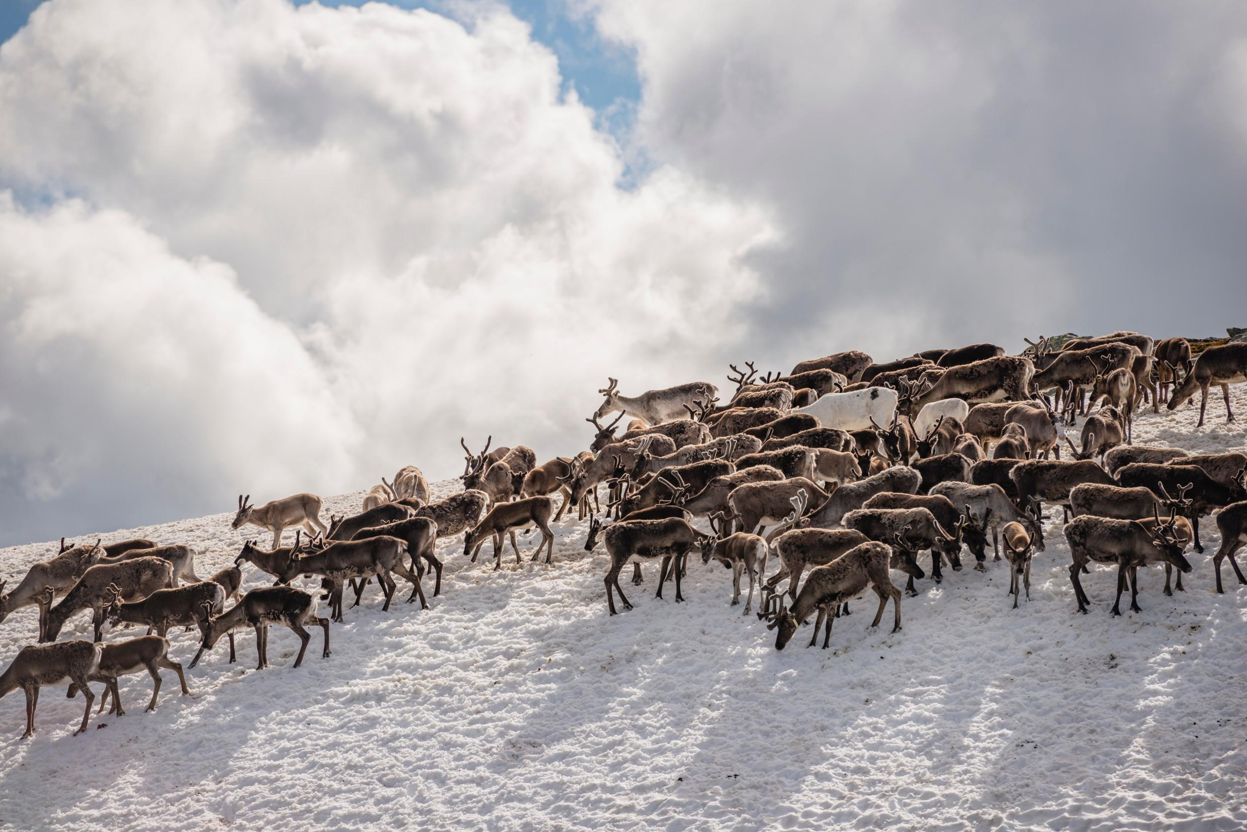 A heard of reindeer on a snowy mountain, a clouded sky in the background.