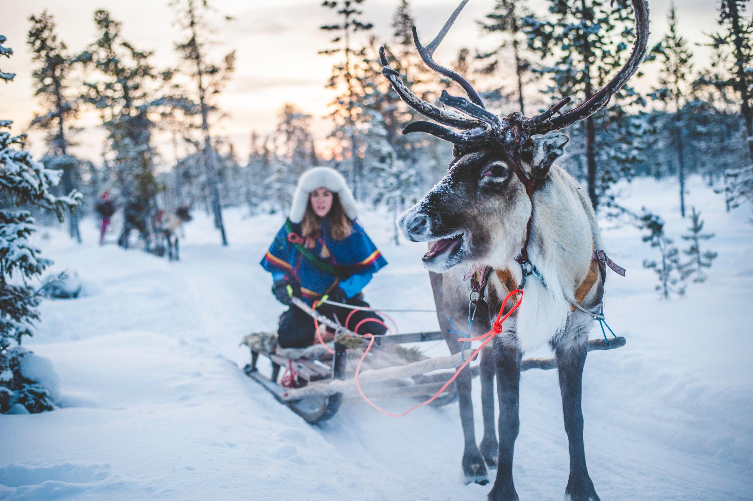 A Sami woman rides in a reindeer sled in a snowy winter forest. The Sami are both an indigenous people and one of Sweden's national minorities.