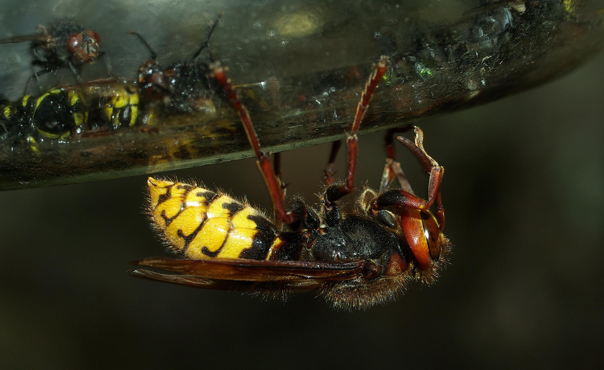 A hornet upside down on a branch.