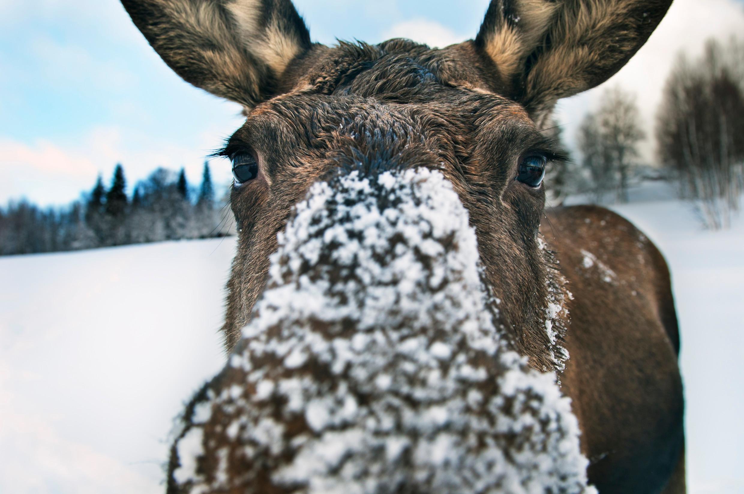A moose with its snow-covered nose very close to the camera. 'Älg' is a vital word in the Swedish glossary.