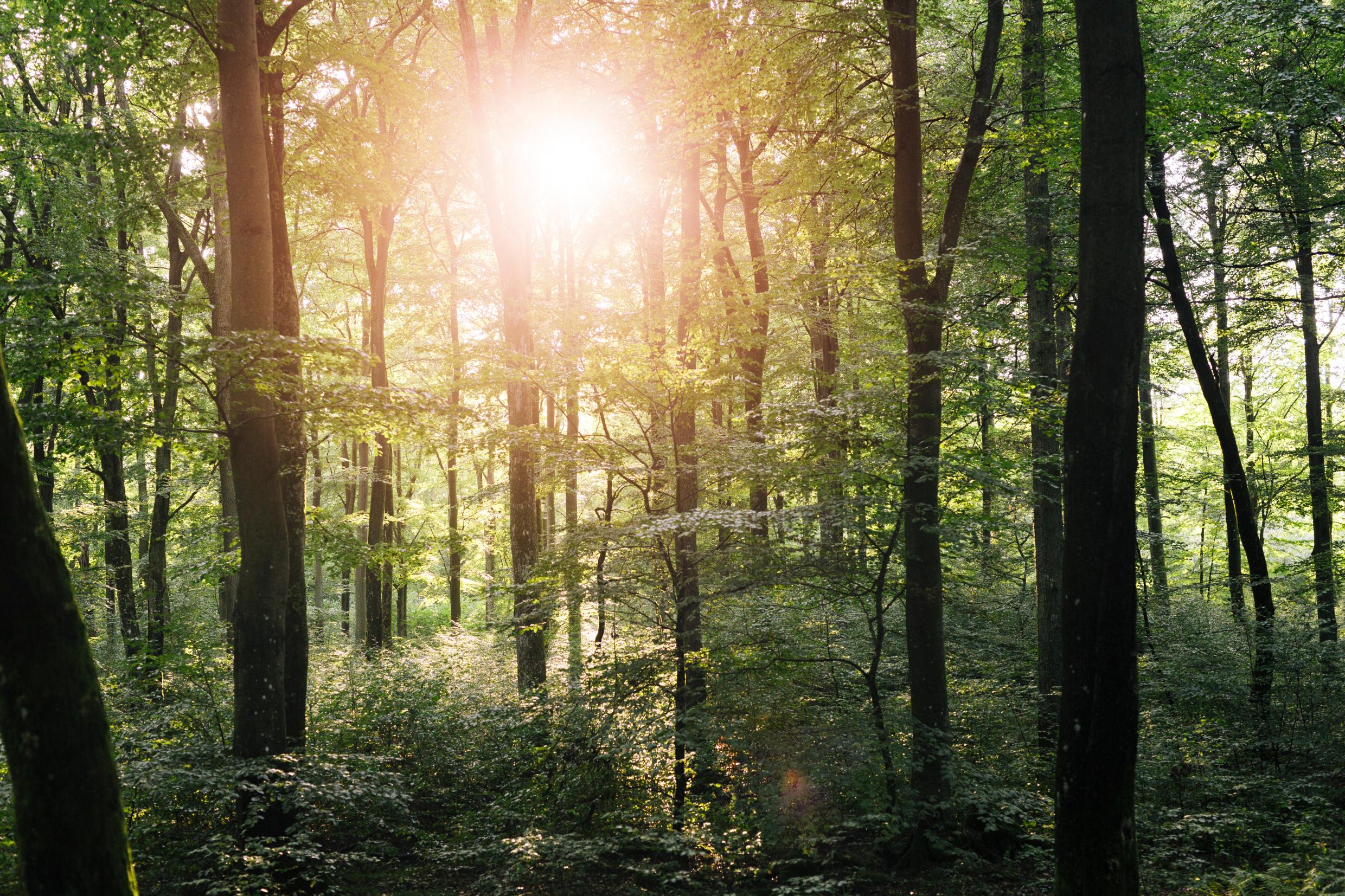 The sun shining through a beech forest.