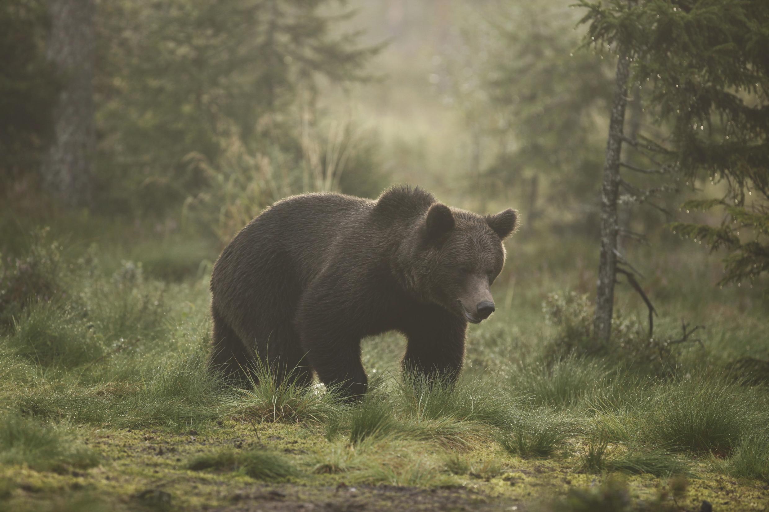 A brown bear is walking through a foggy forest.