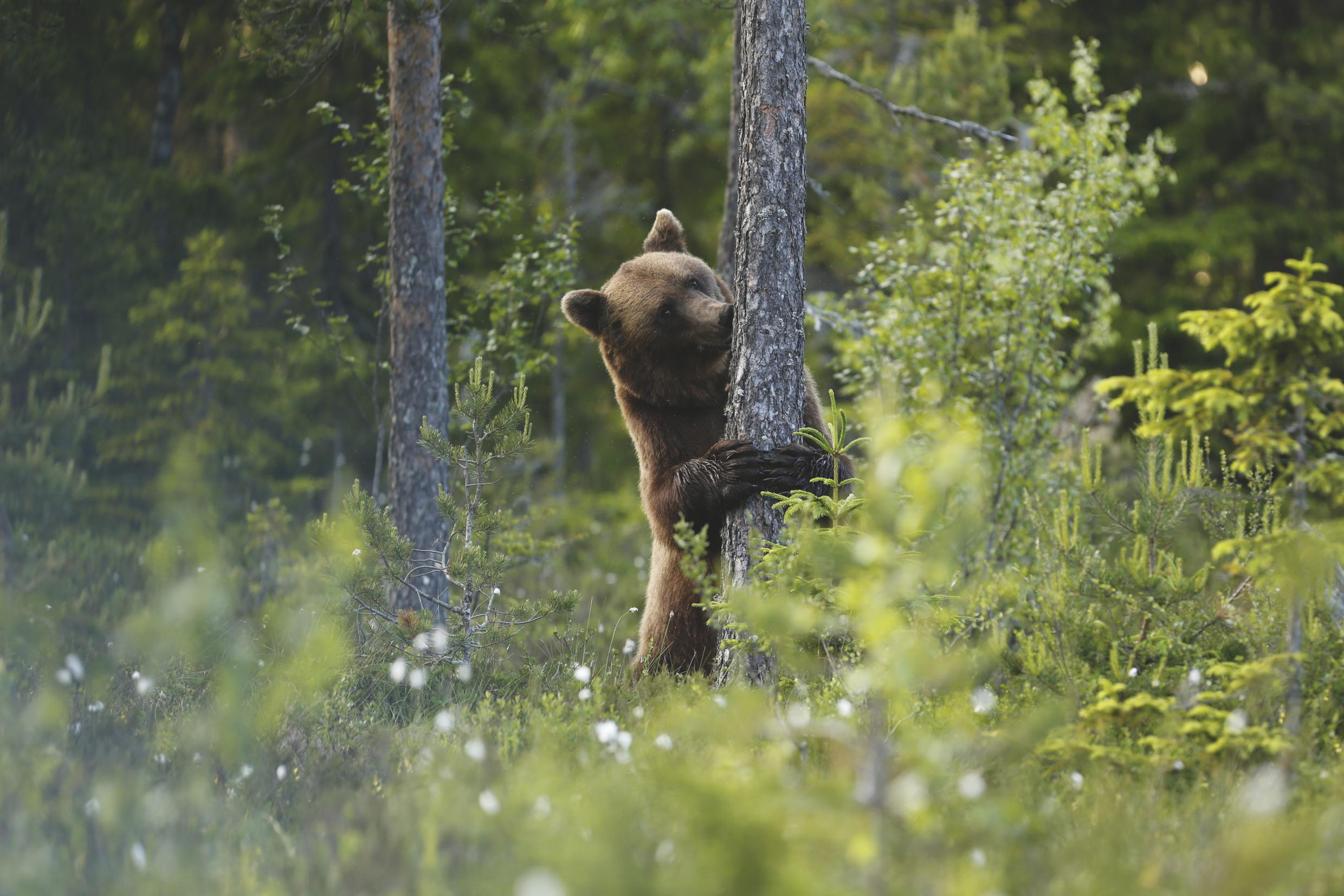A brown bear hugging a tree.