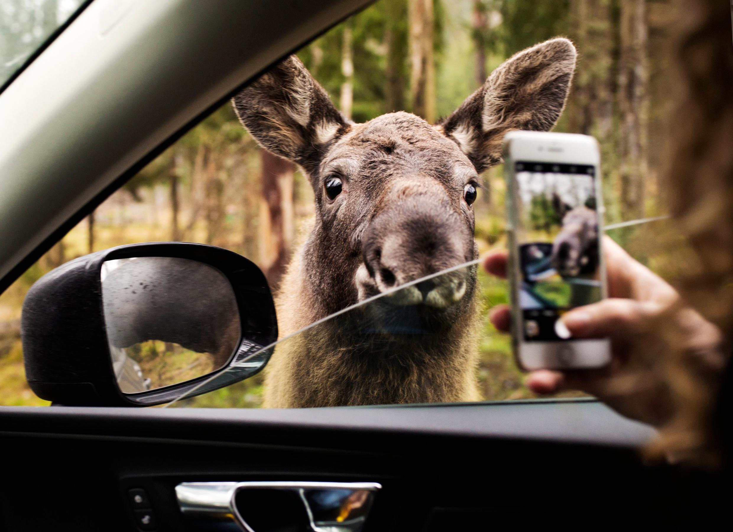 A person inside a car takes a photo of a young moose through the car window.