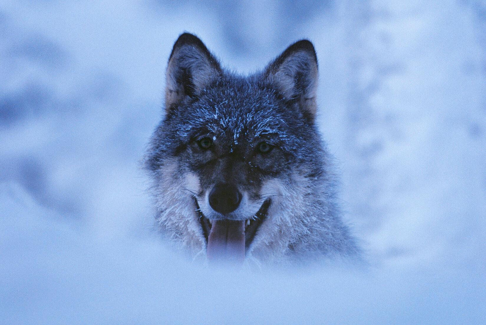 The face of a wolf in a snowy landscape.