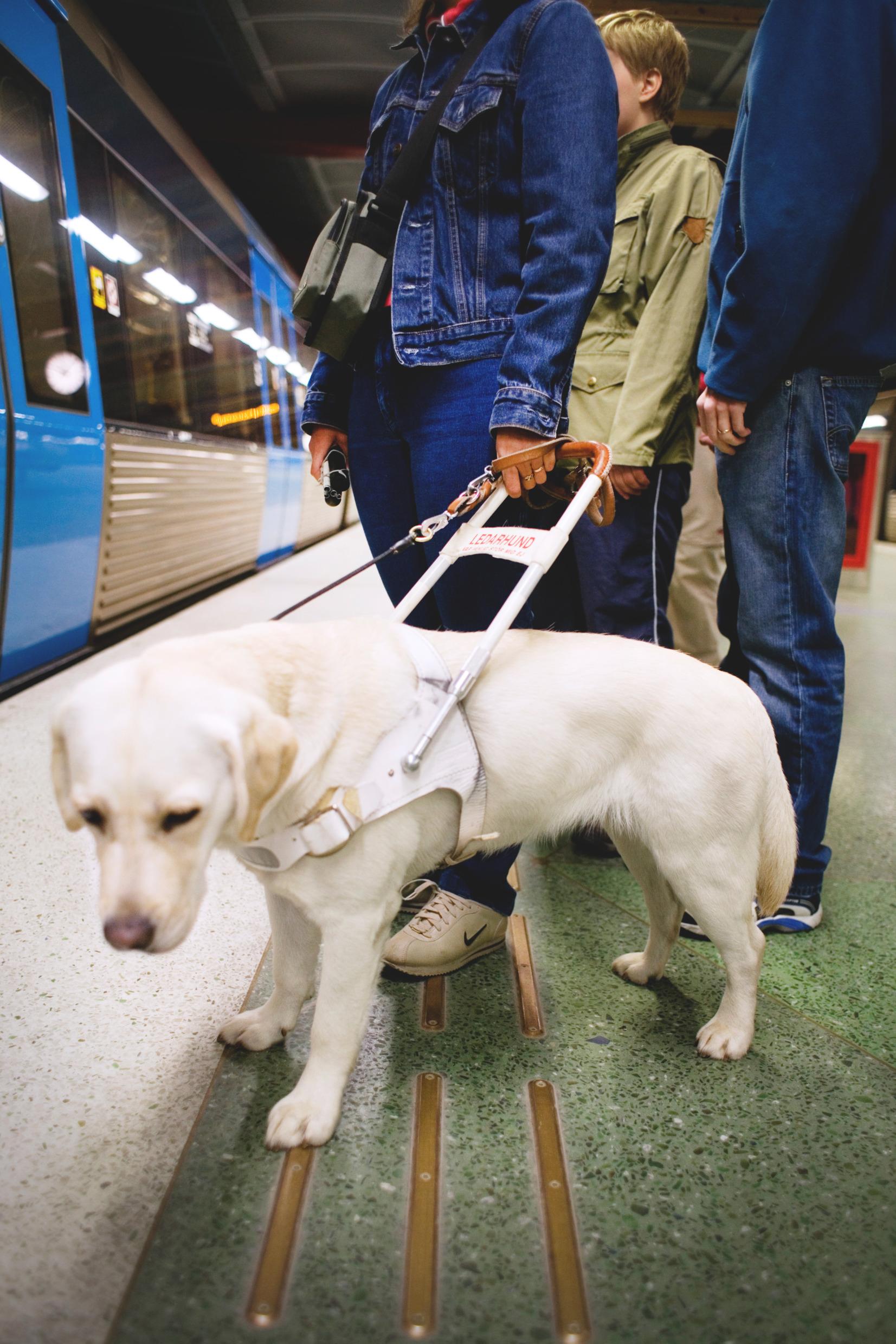 A guide dog held in a leash on a subway plattform in Stockholm.