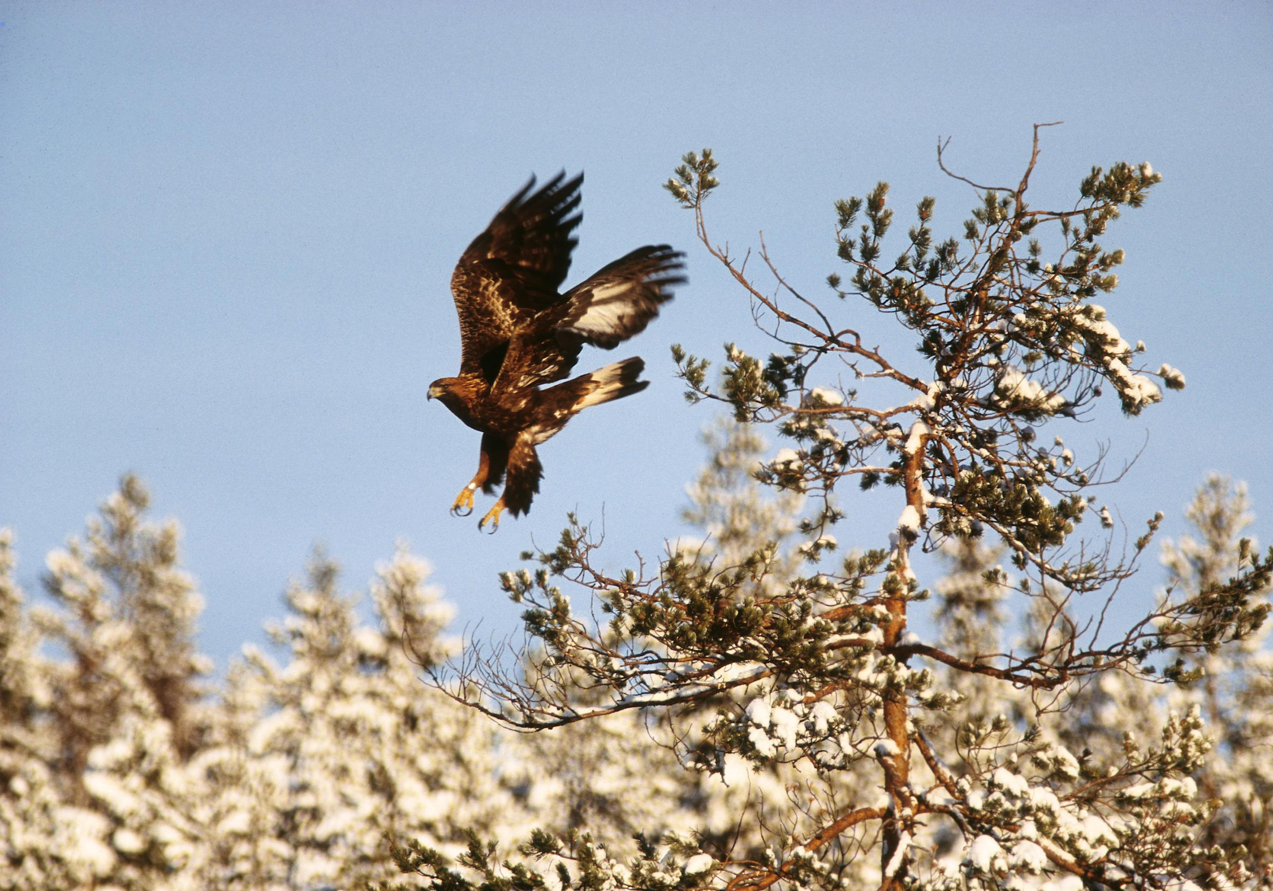 A golden eagle in full flight.