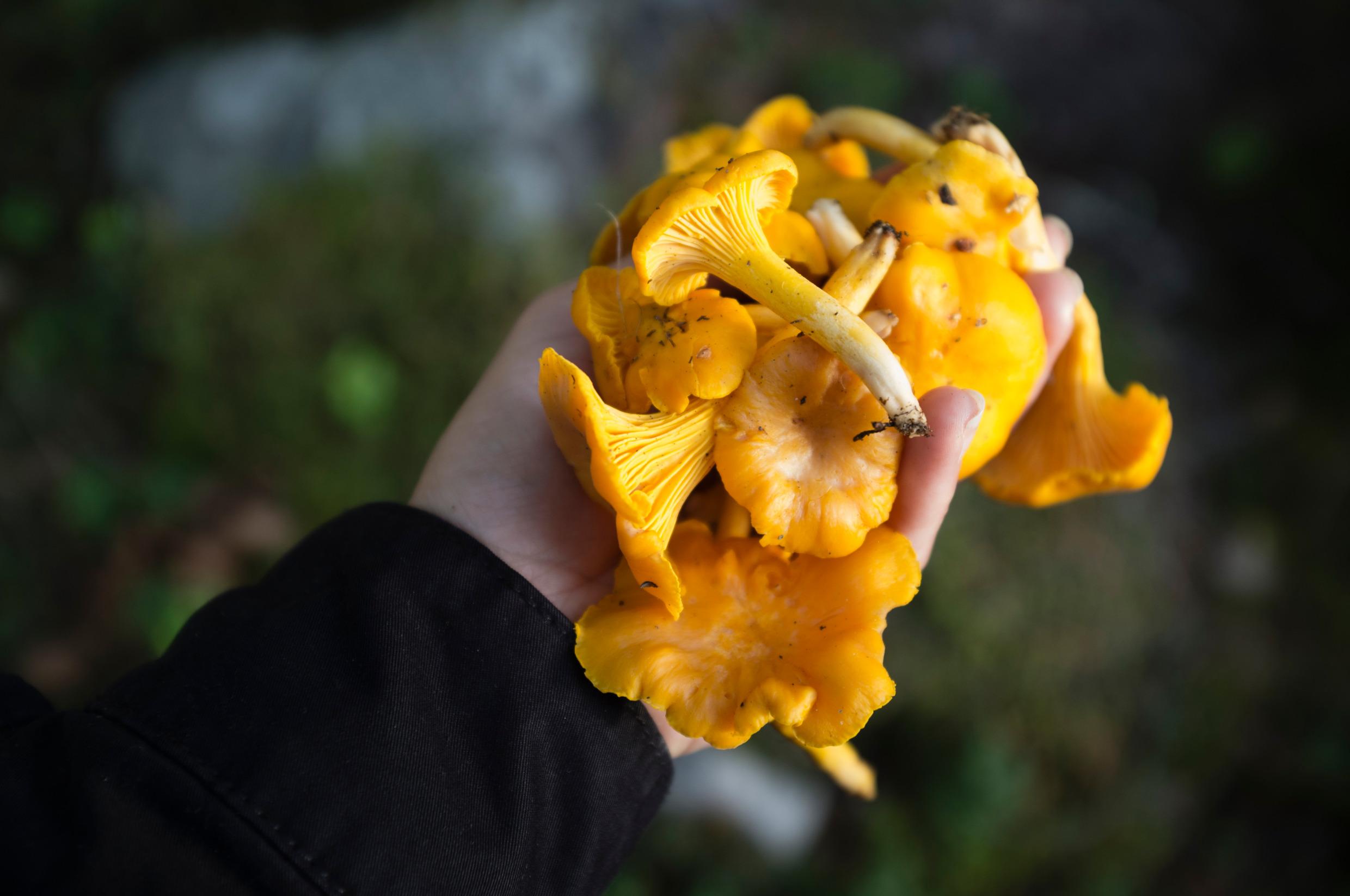 A hand holding yellow chanterelle mushrooms.