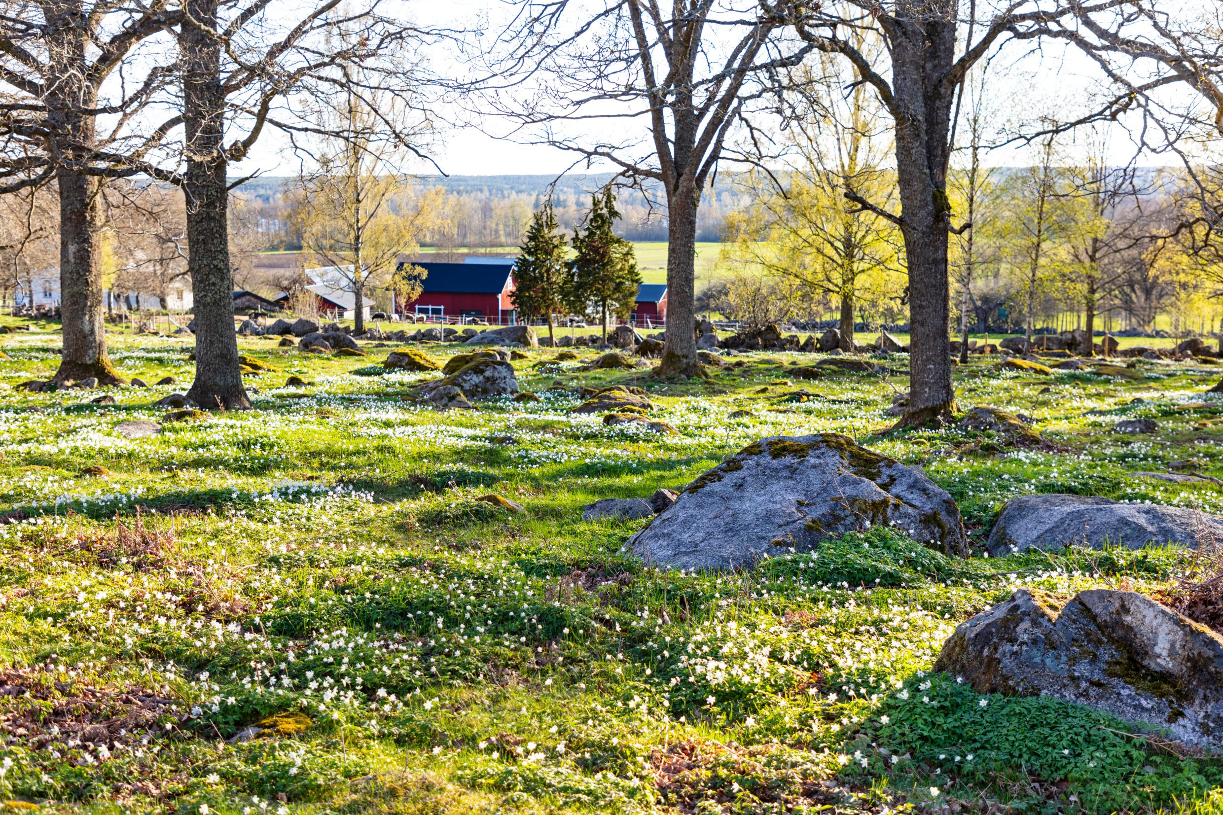 A glade full of blooming white anemone nemorosa. A barn can be seen in the background.